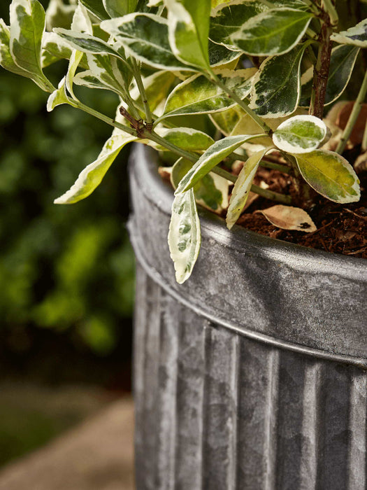 Three Fluted Round Planters - Small