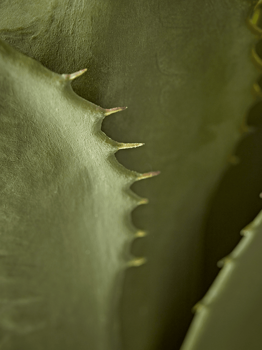 Faux Potted Wide Leaf Agave
