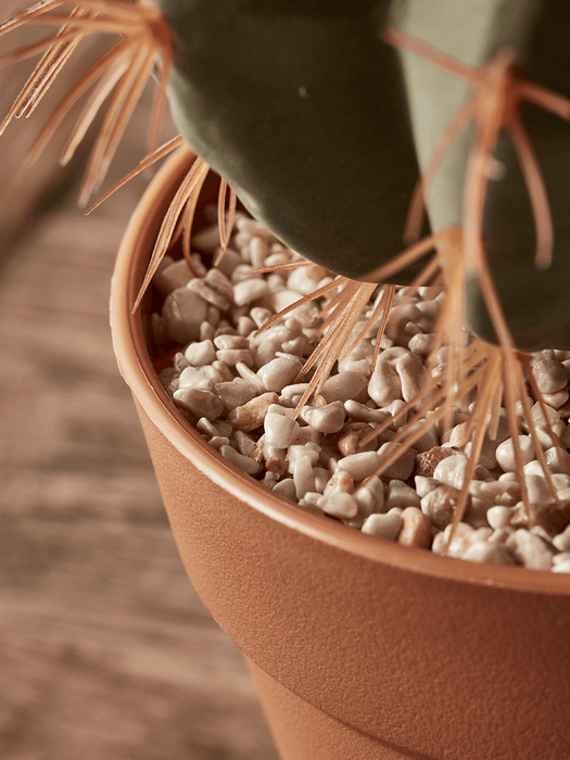Faux Potted Barrel Cactus - Small