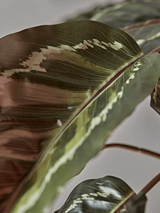 Faux Potted Calathea