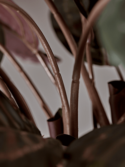 Faux Potted Calathea