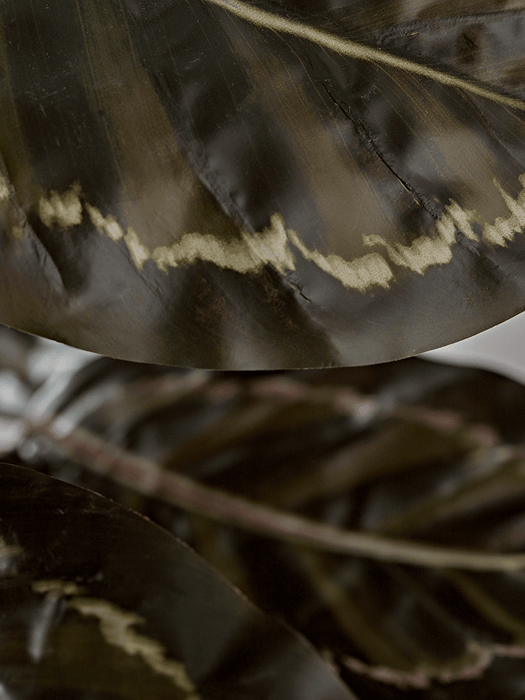 Faux Potted Calathea