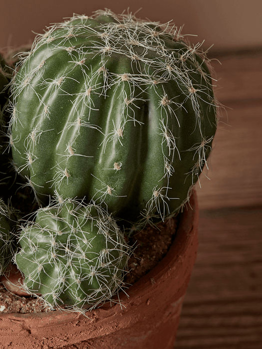 Faux Potted Cluster Cactus