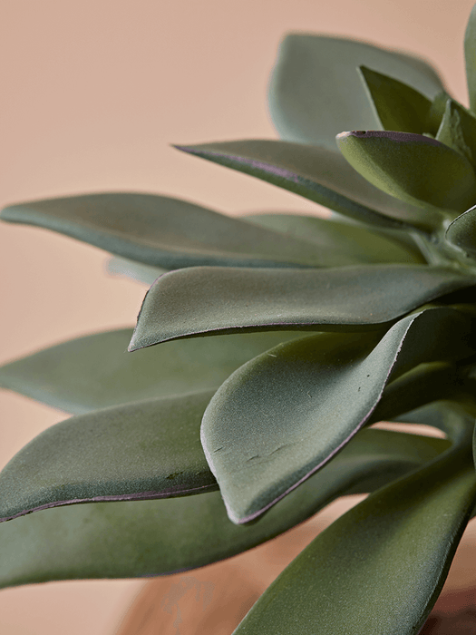 Faux Potted Succulent