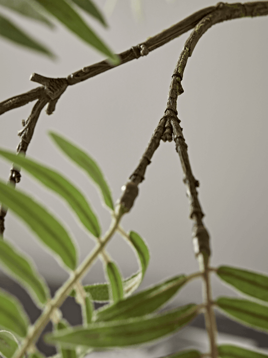 Faux Potted Mulberry