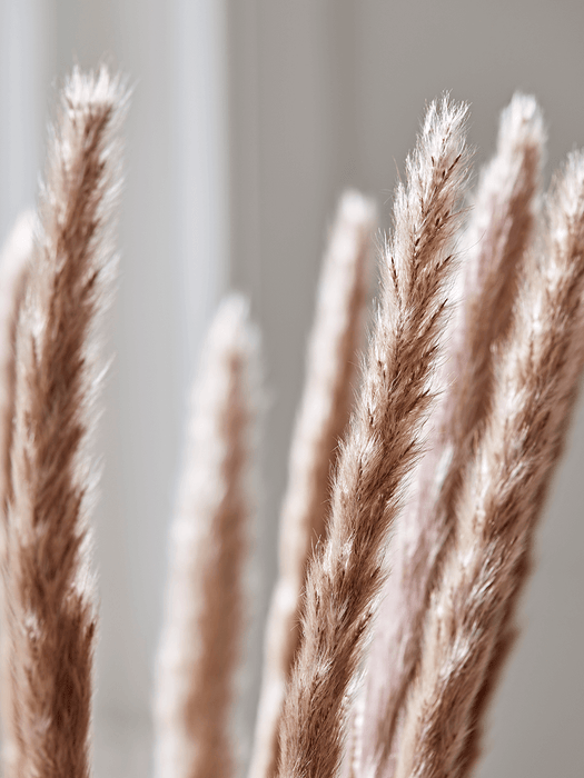 Dried Plumes Bunch