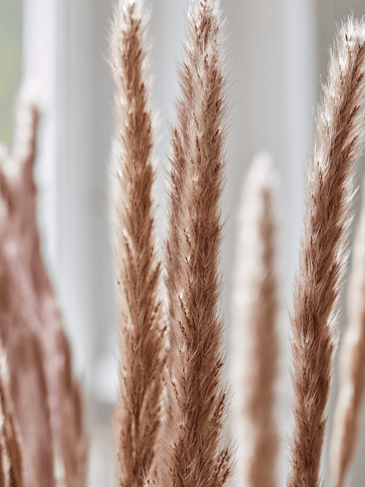Dried Plumes Bunch