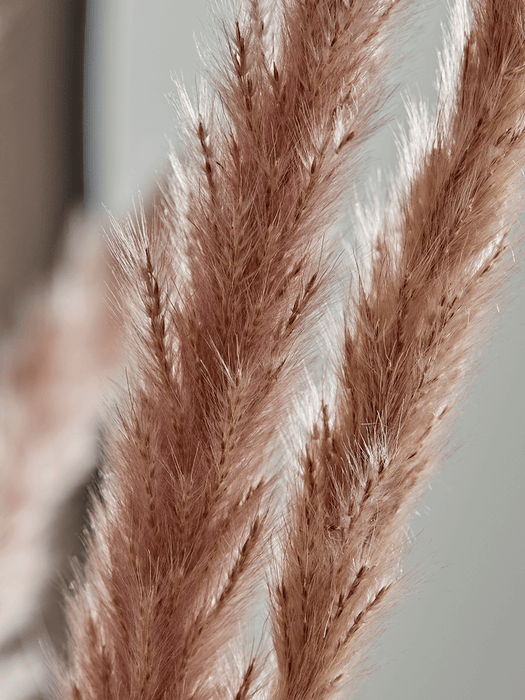 Dried Plumes Bunch