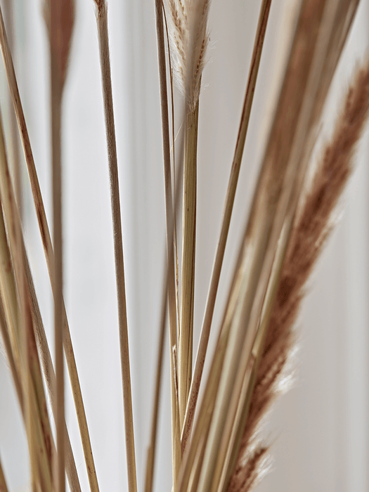 Dried Plumes Bunch
