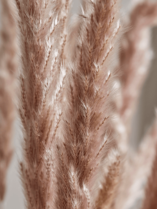 Dried Plumes Bunch