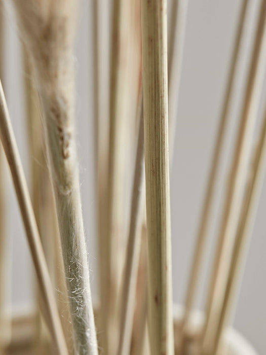 Dried Plumes Bunch