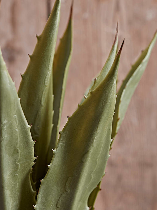 Faux Wide Leaf Agave