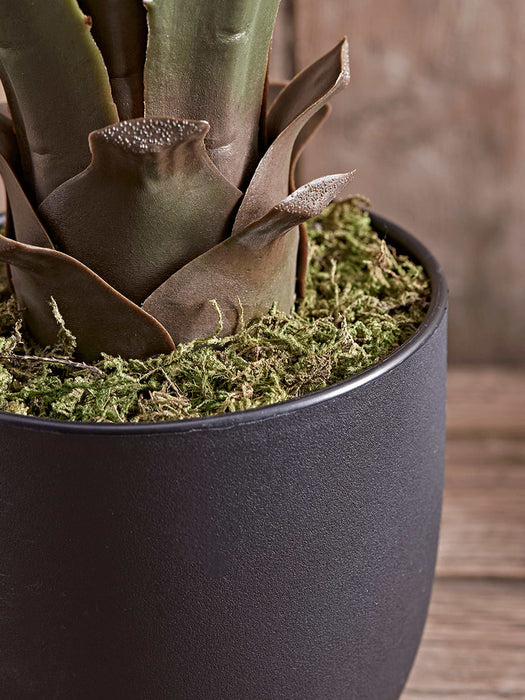 Faux Wide Leaf Agave