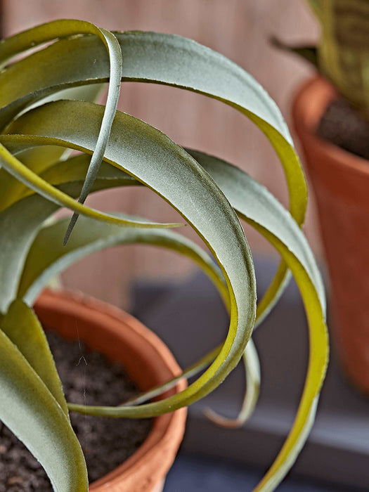 Two Faux Potted Snake Plants