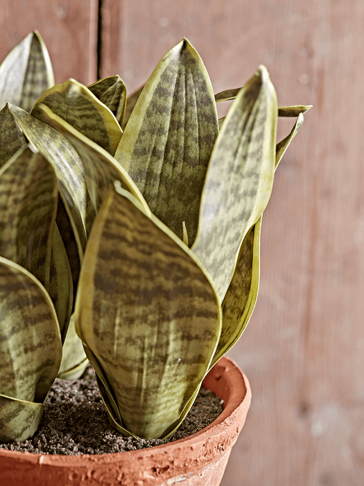 Two Faux Potted Snake Plants