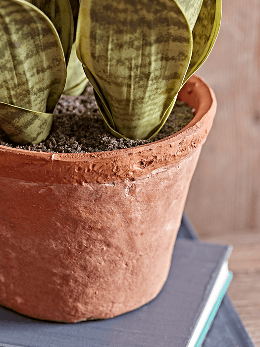 Two Faux Potted Snake Plants