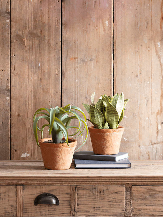 Two Faux Potted Snake Plants