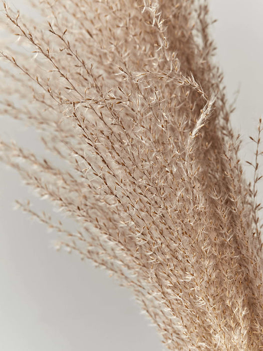 Dried Grasses Bunch