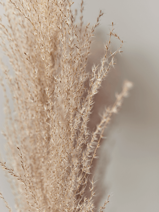 Dried Grasses Bunch
