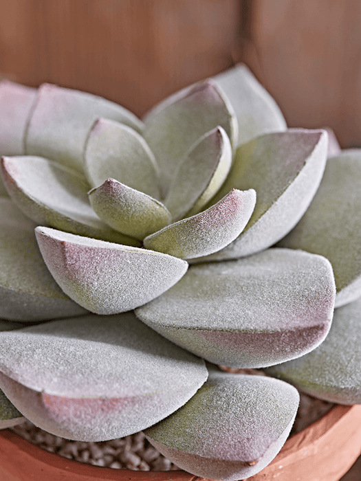 Two Faux Potted Succulents