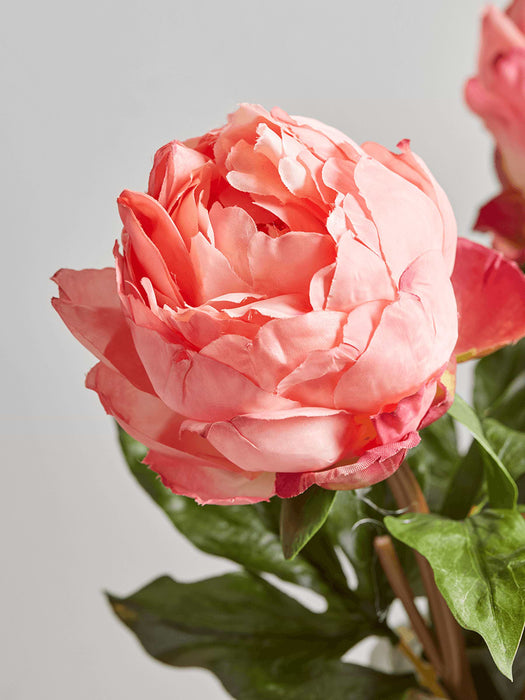 Three Fabulously Full Peony Stems - Vibrant Coral