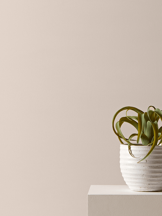 Two Faux Potted Snake Plants