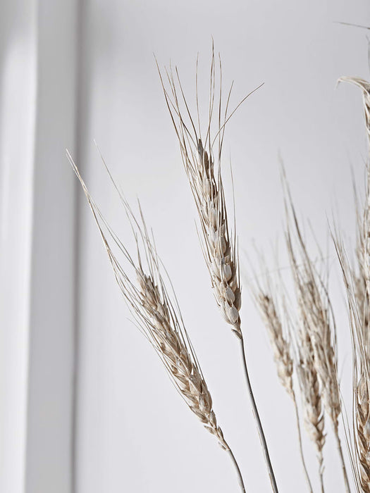 Dried Wild Wheat Bunch