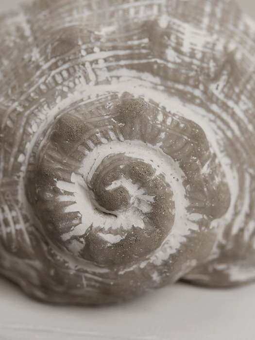 Two Greywashed Shells