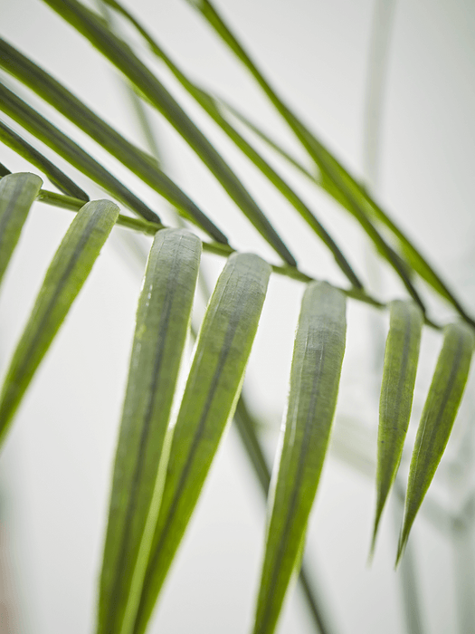 Faux Potted Butterfly Palm