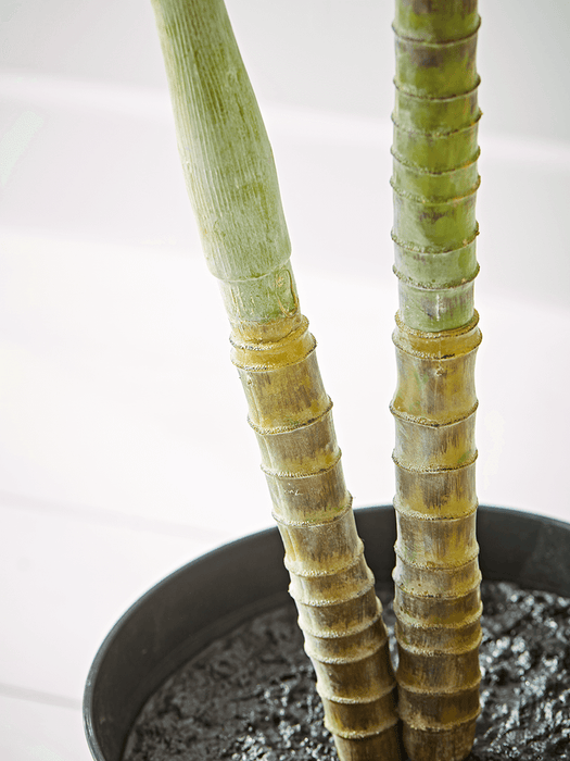 Faux Potted Butterfly Palm