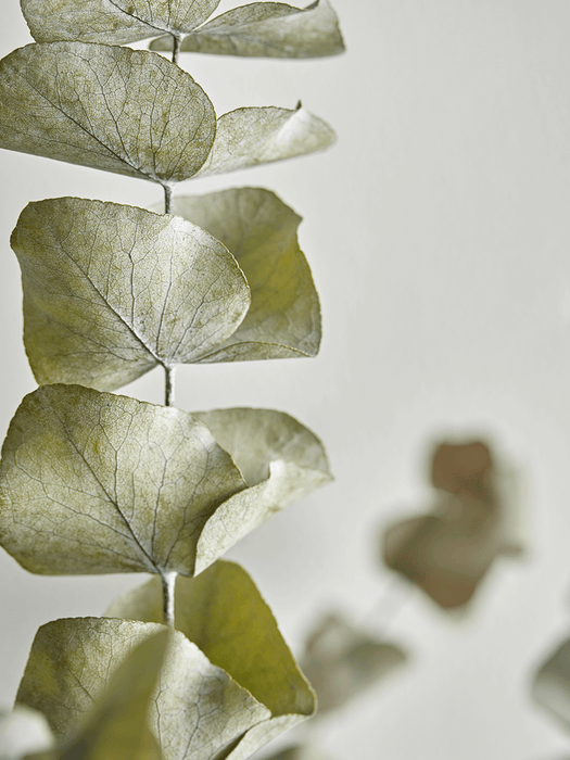 Dried Eucalyptus - Green