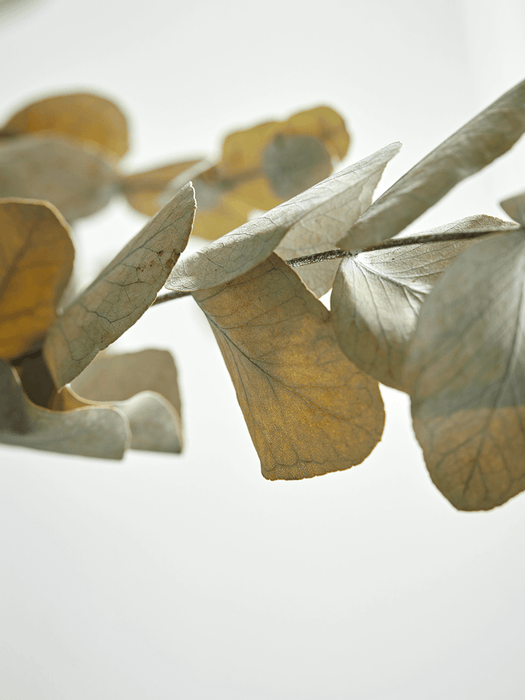 Dried Eucalyptus - Green