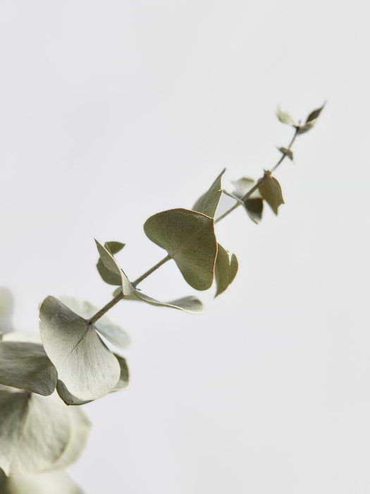 Dried Eucalyptus Bunch