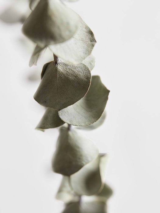 Dried Eucalyptus Bunch