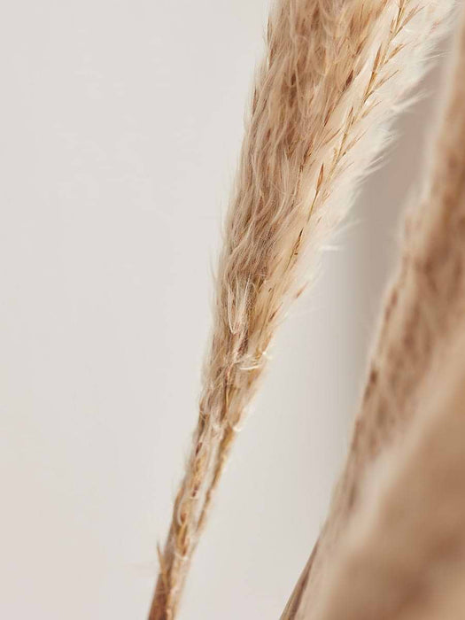 Small Dried Reed Bunch