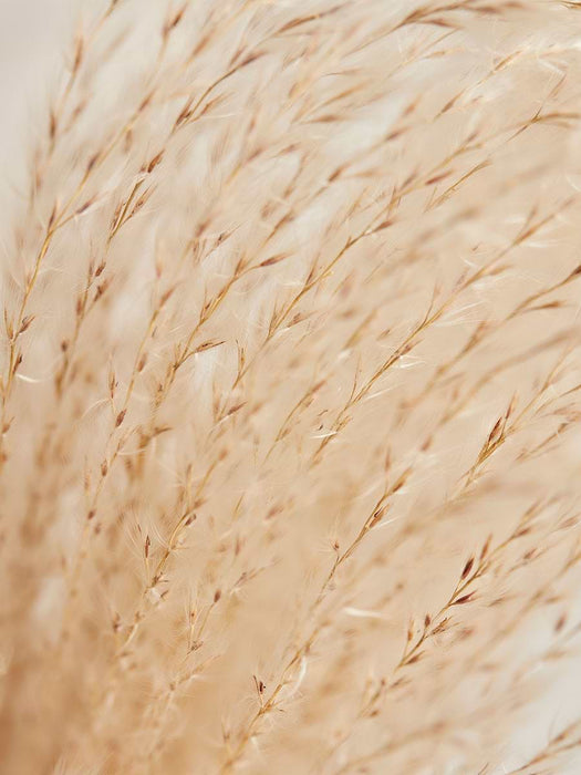 Small Dried Reed Bunch