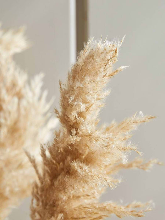 Three Natural Dried Pampas Grass
