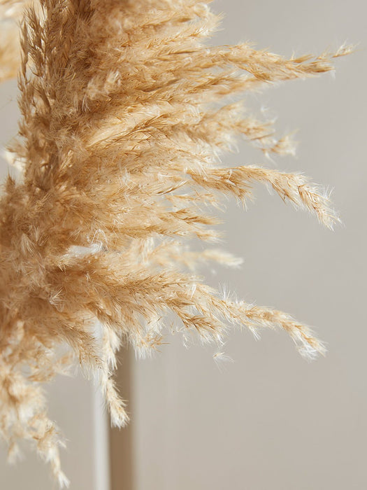 Three Natural Dried Pampas Grass