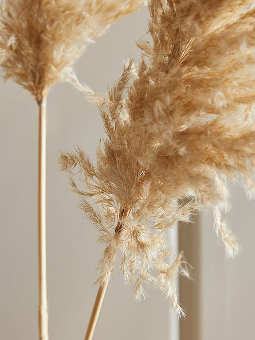 Three Natural Dried Pampas Grass