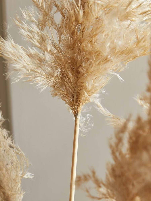 Three Natural Dried Pampas Grass