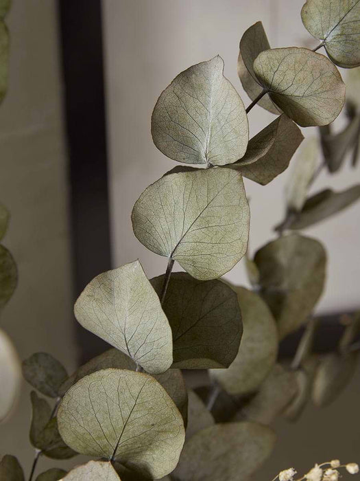 Dried Eucalyptus & Gypsophila Bouquet