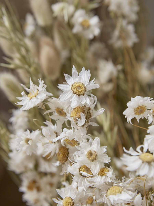 Dried Mixed Daisy Bouquet