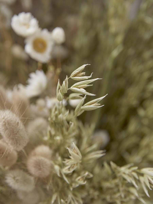 Dried Mixed Daisy Bouquet