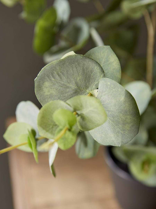 Faux Potted Eucalyptus - Small