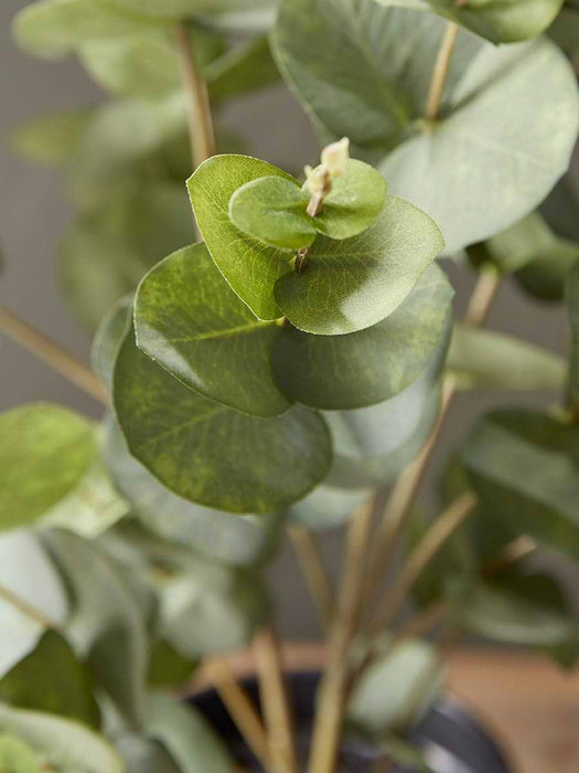 Faux Potted Eucalyptus - Small