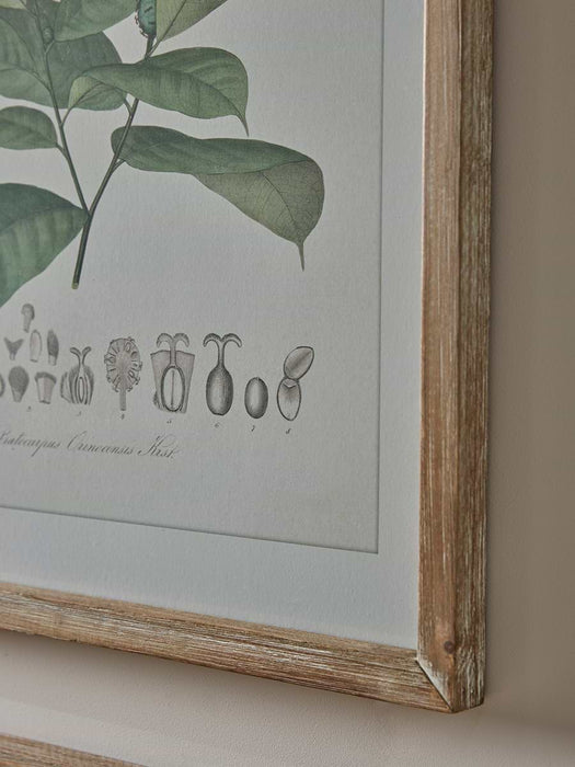 Four Foliage Framed Prints