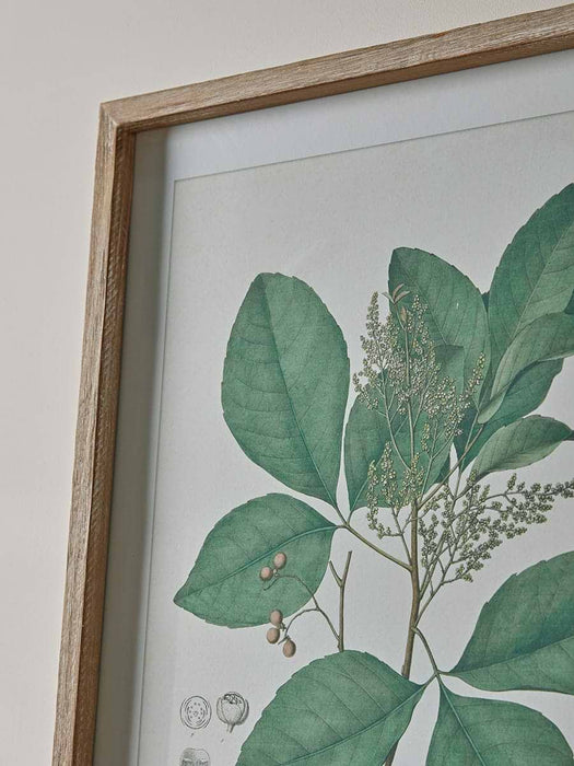 Four Foliage Framed Prints