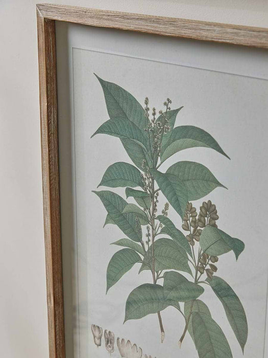 Four Foliage Framed Prints