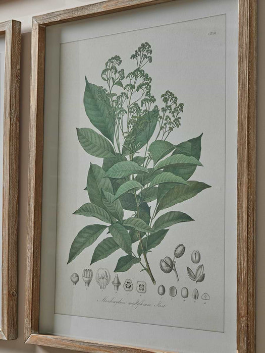 Four Foliage Framed Prints