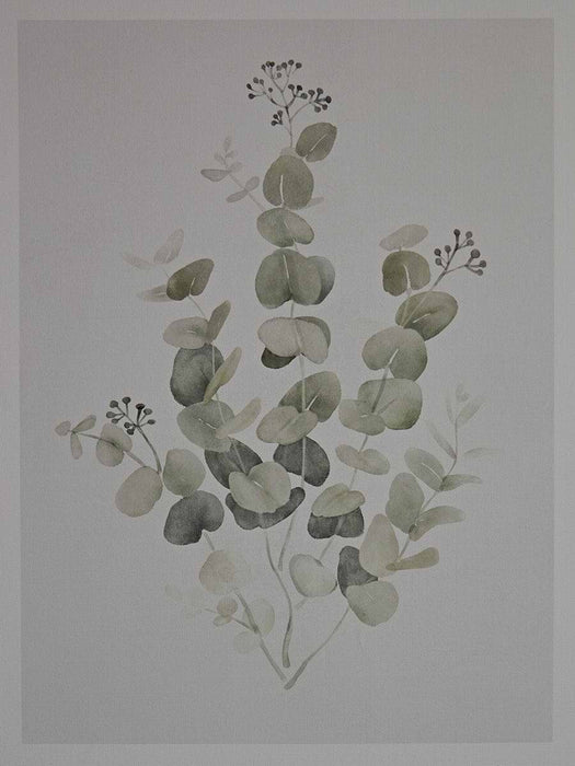 Two Framed Eucalyptus Prints